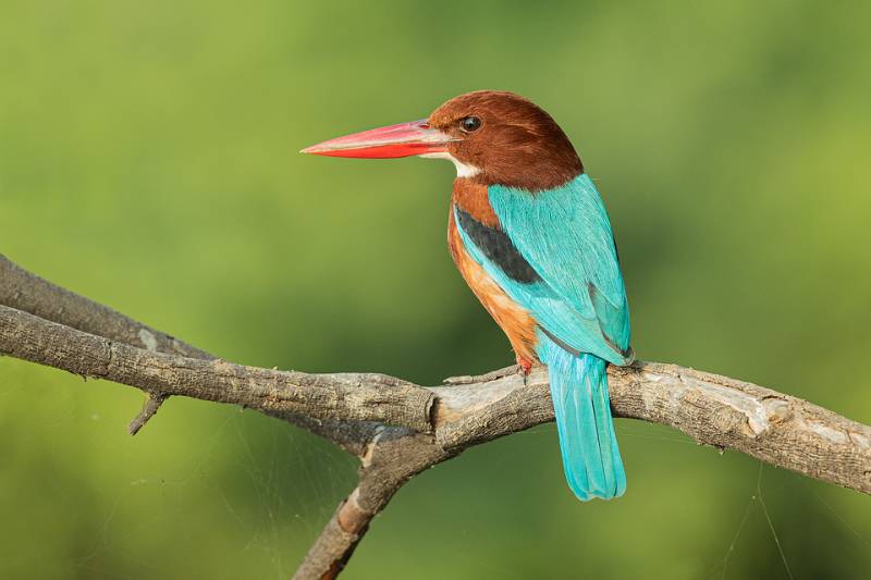 Short Trip to Bharatpur - Weekend Getaway (Ex Delhi)