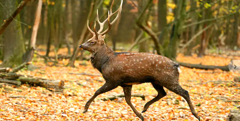 Short Trip to Bharatpur - Weekend Getaway (Ex Delhi)