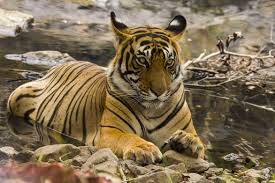 Culture Served With Wildlife: Jaipur - Ranthambore Tour
