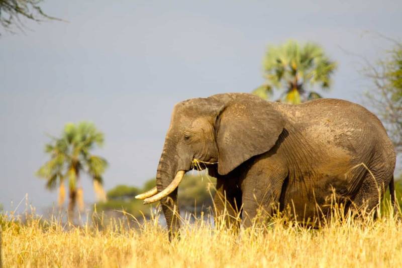 The Safari Flying Visit 2 Days Camping Safari