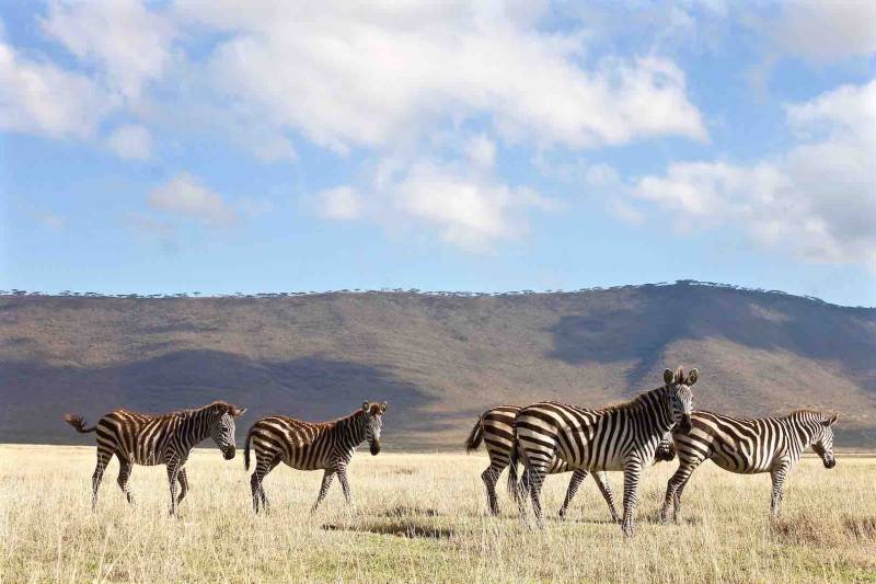 The Supreme Safari 4 Days Camping Safari