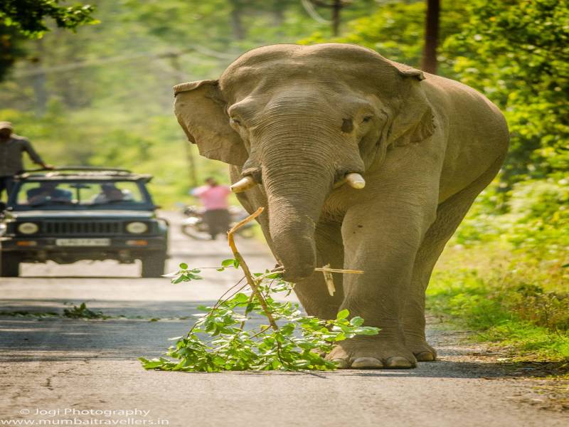 Jim Corbett National Park Tour