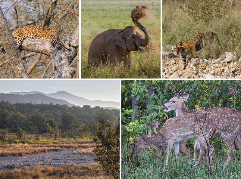 Jim Corbett National Park Packages