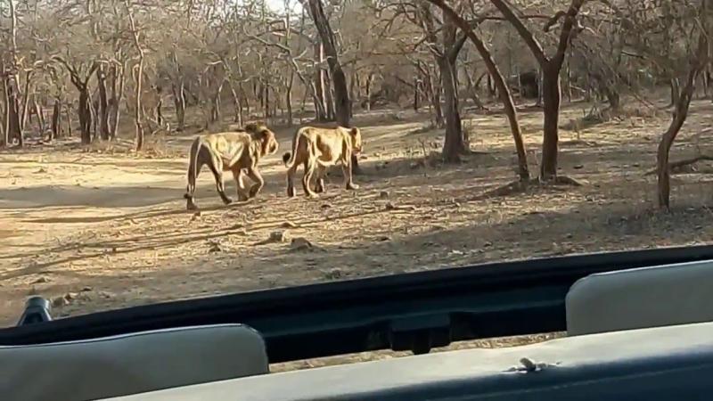 Dwarka – Gir Package