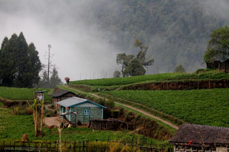 8 Days Sandakphu Phalut Trek Tour