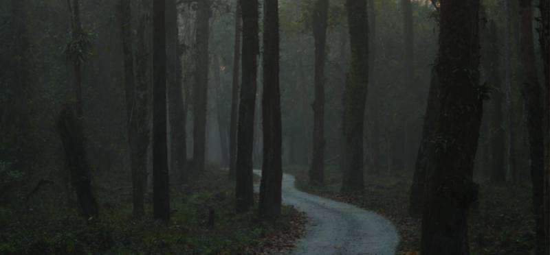 2N3D Jaldapara & GoruMara Jangle Safari