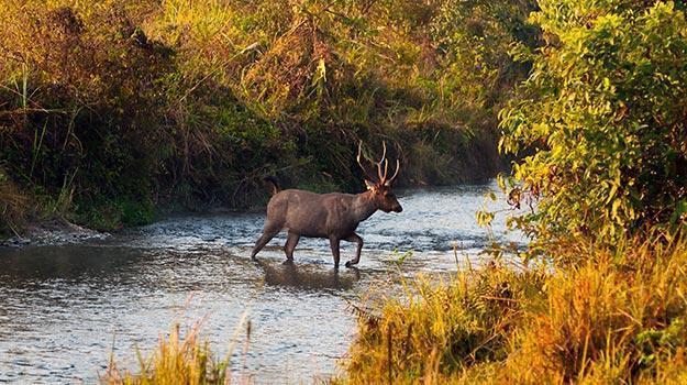 2N3D Jaldapara & GoruMara Jangle Safari
