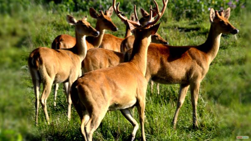 Assam, Meghalaya & Kaziranga Jungle Safari