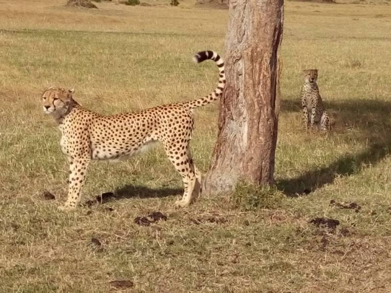 4 Days Amboseli Tsavo West and East Safari