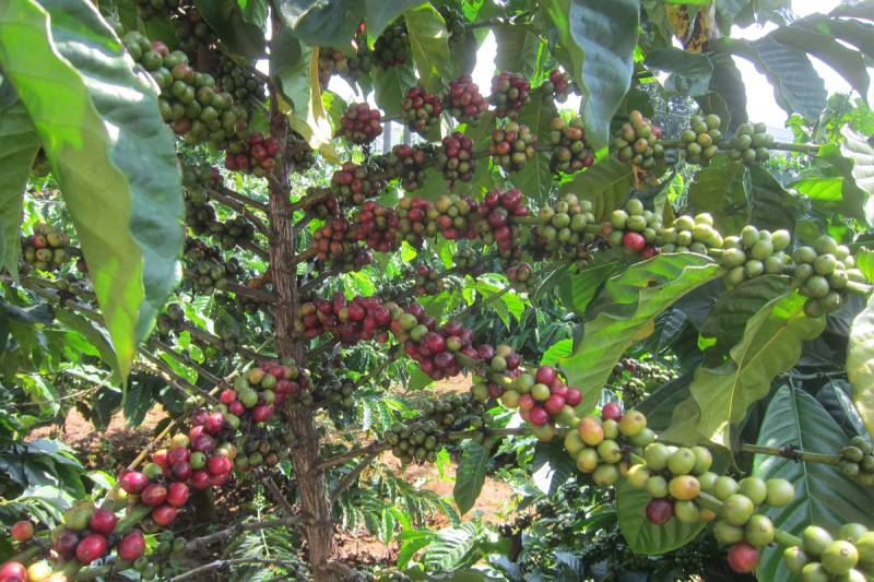 Dalat’s Whitewater Rafting and Village Tour