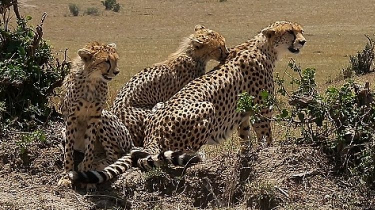 4 days 3 nights Maasai Mara
