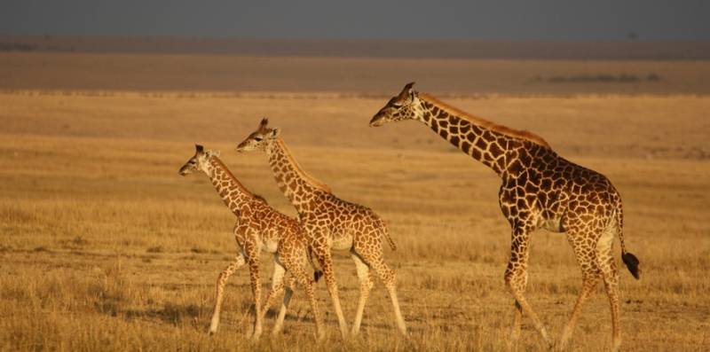 4 days 3 nights Maasai Mara