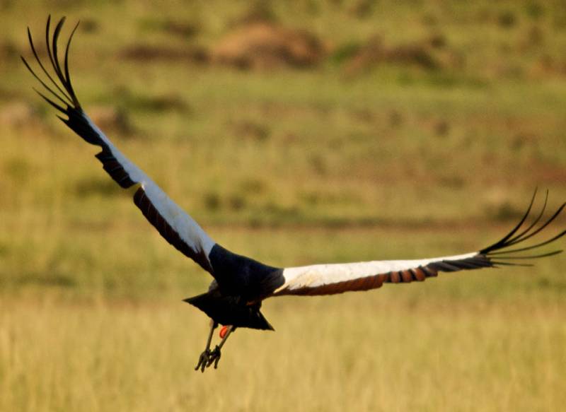 4 days 3 nights Maasai Mara