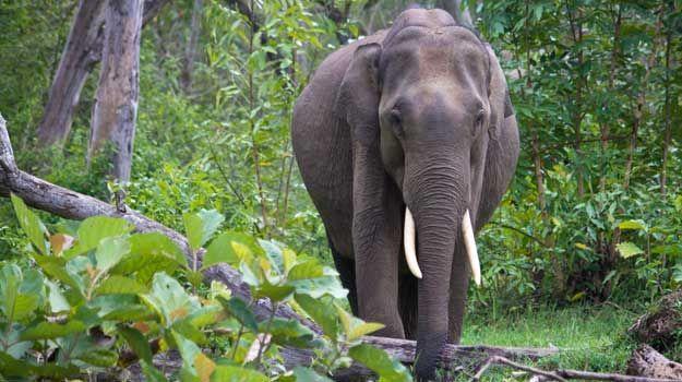 Nararhole & Bandipur Tour