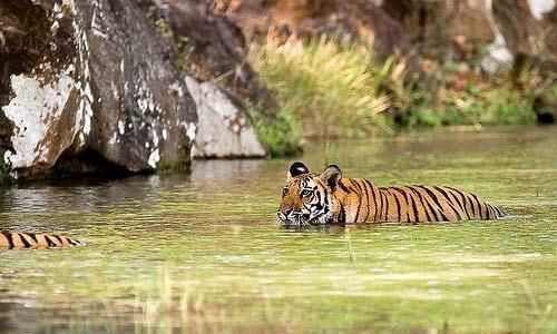 Nagarhole & Bandipur Tour Package