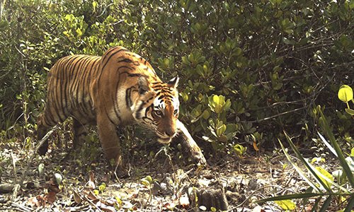 Sundarban World Heritage Site Package