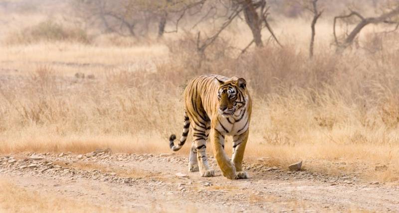 Tigers & Taj Mahals Tour