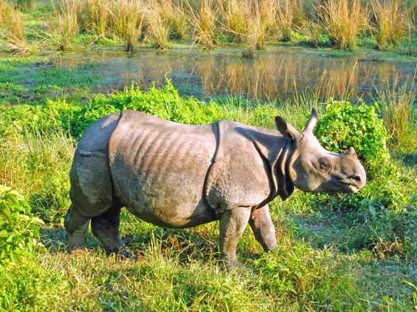 Explore Rhino And Royal Bengal Tiger Tour
