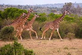 4 Days Fascinating Big Five Safari in Kenya Tour