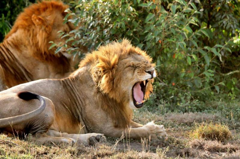 4 Days Breathtaking Budget Safari Maasai Mara and Lake Nakuru Tour