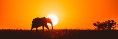 6 Days Camping Safari in Masai Mara ,Lake Nakuru ,Amboseli , Kenya Tour