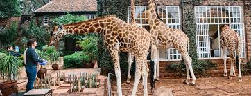 7 Days Kenya Safari Adventures Taking You to the Heritage Hotels and Lodges in Kenya Tour
