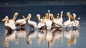 7 Days Lake Side Experience in Kenya