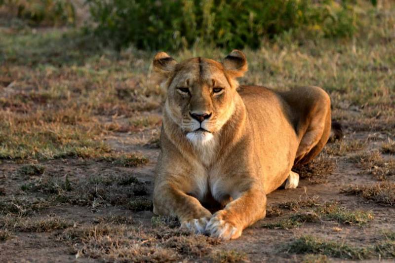 9 Days Most Beautiful Parks Safari in Kenya Tour