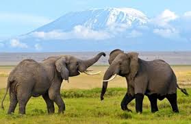 13 Days - Safari From Mombasa - Tsavo - Amboseli - Aberdares - Mt. Kenya Region - Samburu - Baringo