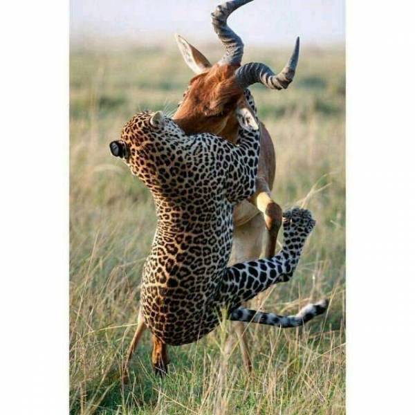 6 Days Amboseli Lake Nakuru Masai Mara Lodge Safari Tour