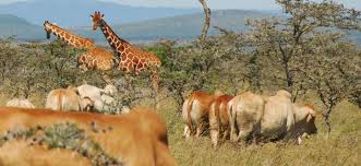 14 - Days Nomadic Safari in Kenya Tour