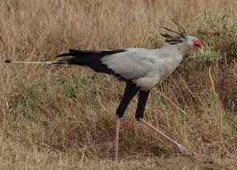 14 - Days Nomadic Safari in Kenya Tour