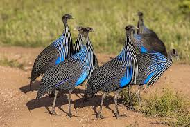 14 - Days Nomadic Safari in Kenya Tour