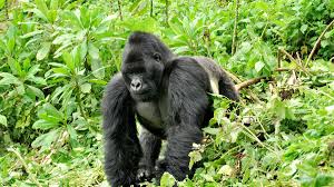 8 Days-queen Elizabeth & Bwindi National Park Safari