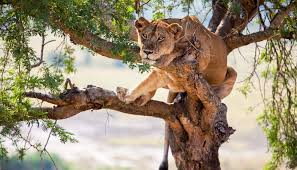 8 Days-queen Elizabeth & Bwindi National Park Safari