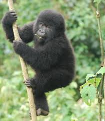 8 Days-queen Elizabeth & Bwindi National Park Safari
