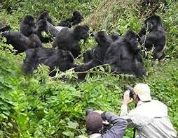 4days Gorilla Safari – Bwindi Impenetrable National Park