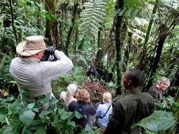4days Gorilla Safari – Bwindi Impenetrable National Park