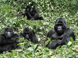 4days Gorilla Safari – Bwindi Impenetrable National Park