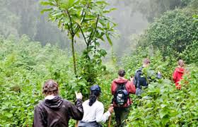 4days Gorilla Safari – Bwindi Impenetrable National Park