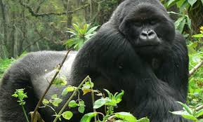 4days Gorilla Safari – Bwindi Impenetrable National Park