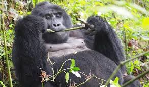 4days Gorilla Safari – Bwindi Impenetrable National Park