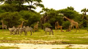 8 Days Tanzania Lodge Safaris Tour