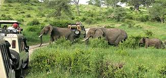 8 Days Tanzania Lodge Safaris Tour