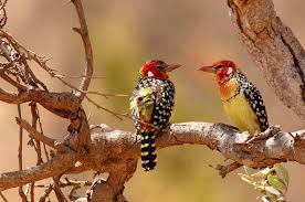 8 Days Tanzania Lodge Safaris Tour