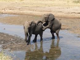 8 Days Tanzania Lodge Safaris Tour