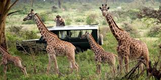 8 Days Tanzania Lodge Safaris Tour