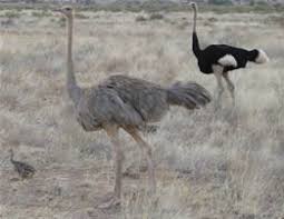 8 Days Tanzania Lodge Safaris Tour