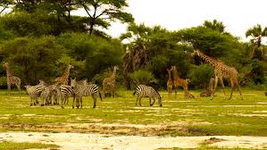 7 Days Tanzania Camping Safari Tour