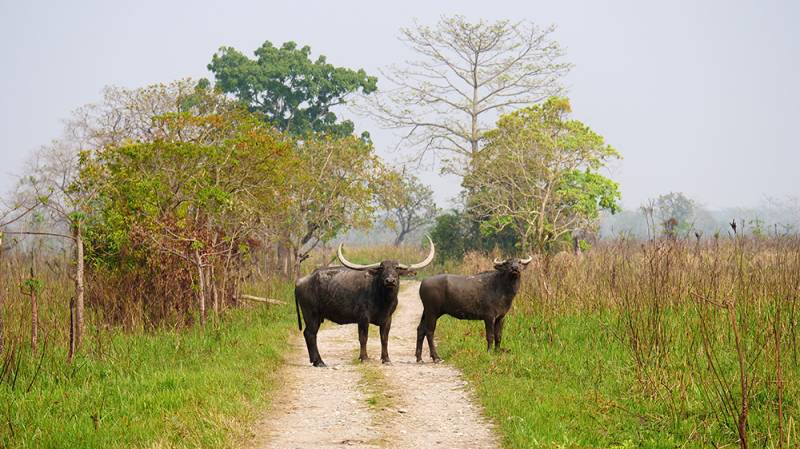 3 Nights and 4 Days Kaziranga and Guwahati